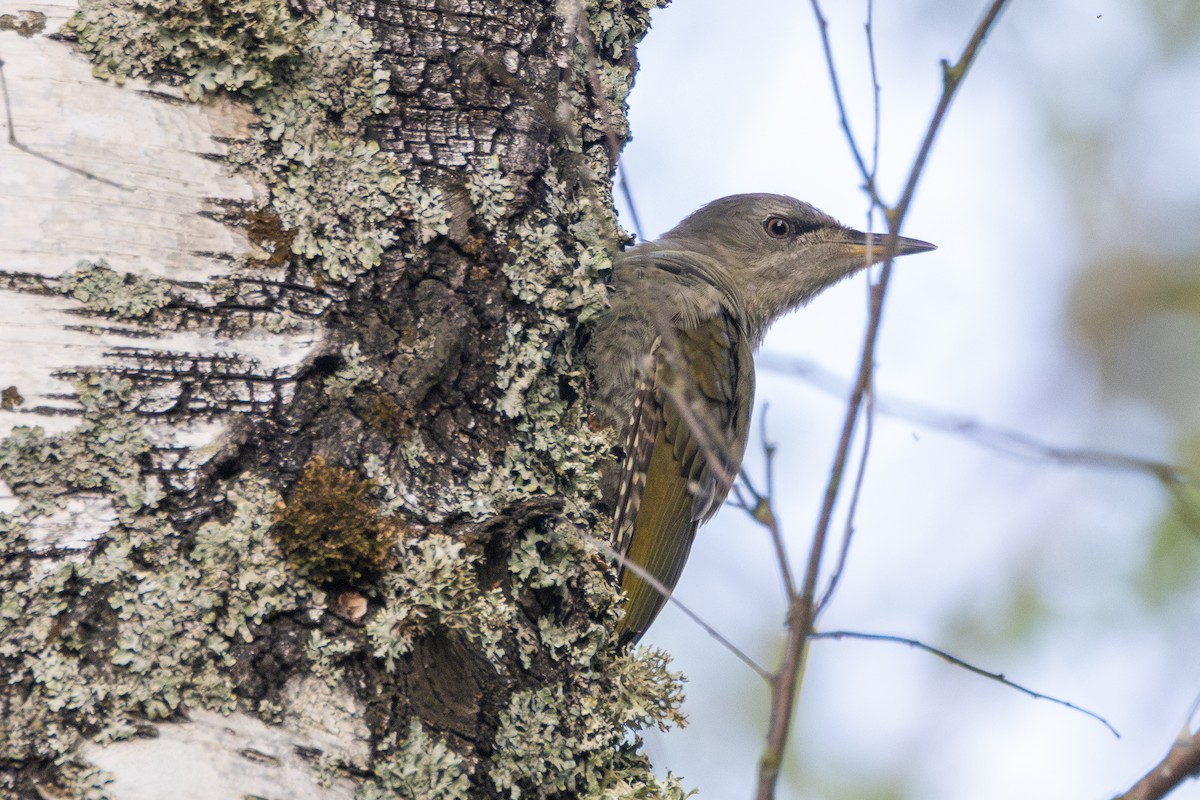 Жовна сива - ML647484111