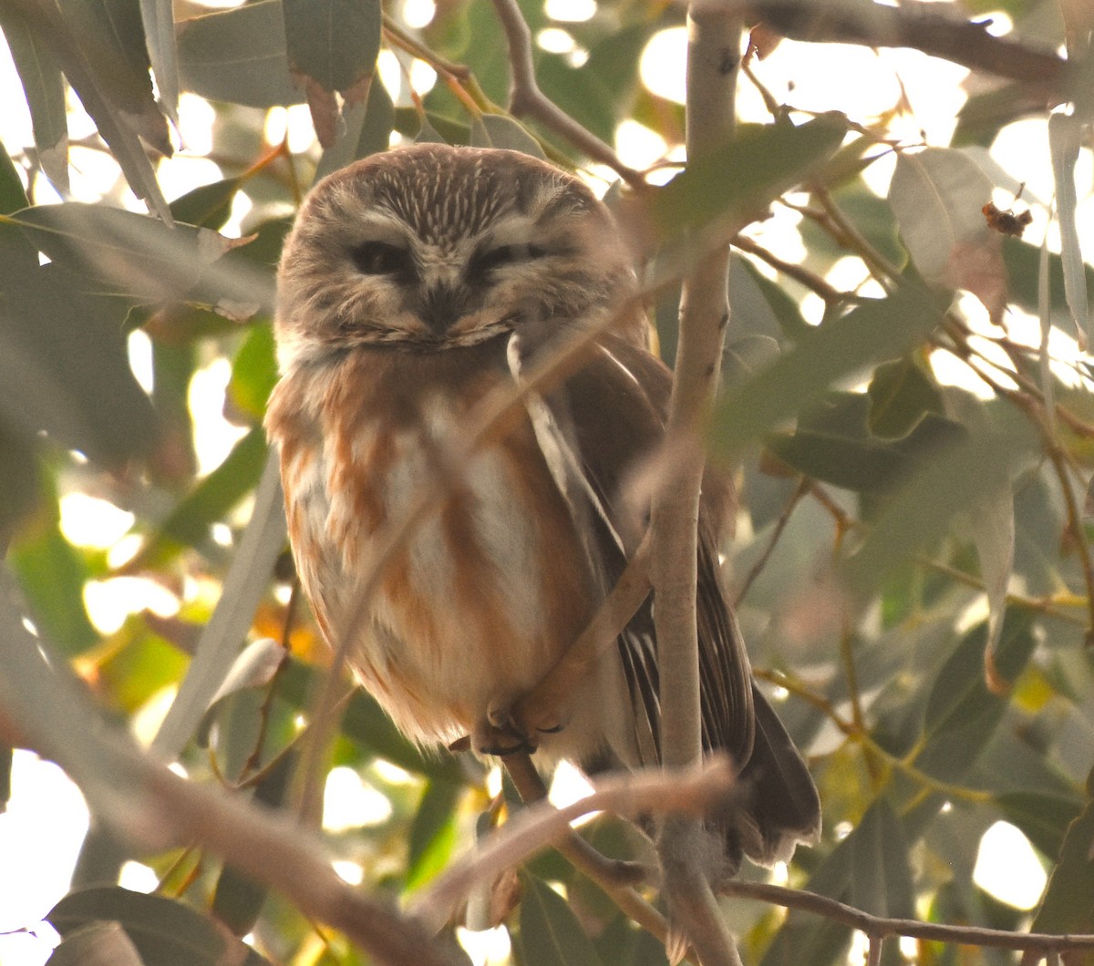 Сич північний - ML647484112