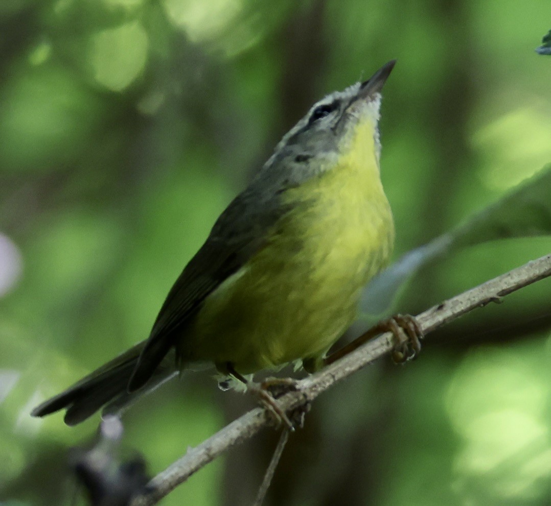 Коронник малий - ML647484113