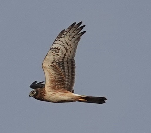 Лунь американський - ML647484115