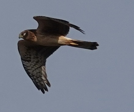 Лунь американський - ML647484116