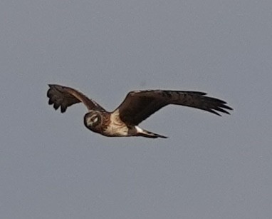 Лунь американський - ML647484117