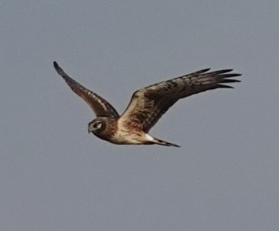 Лунь американський - ML647484118