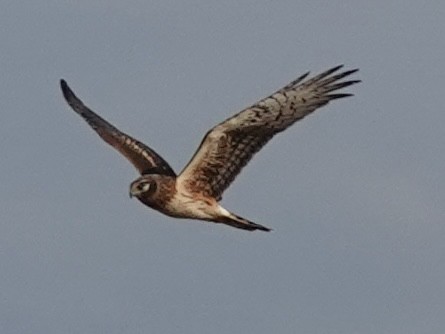 Лунь американський - ML647484119