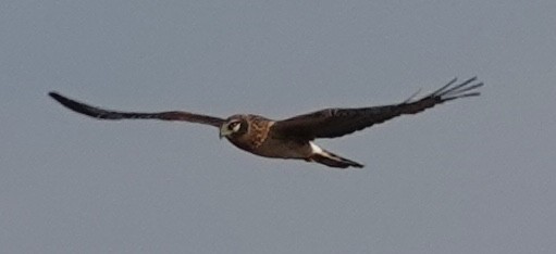 Лунь американський - ML647484121