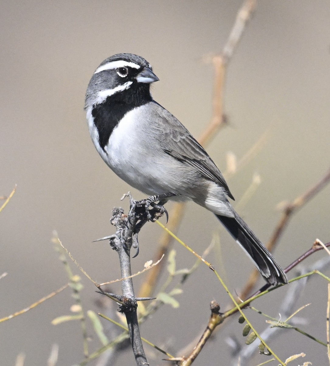 Ґоріон чорногорлий - ML647484122