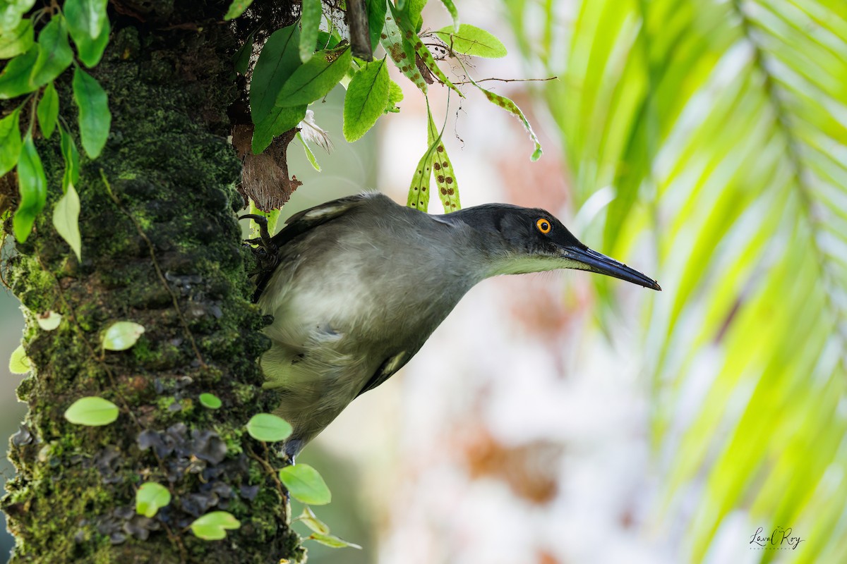 Дигач бурий - ML647484123