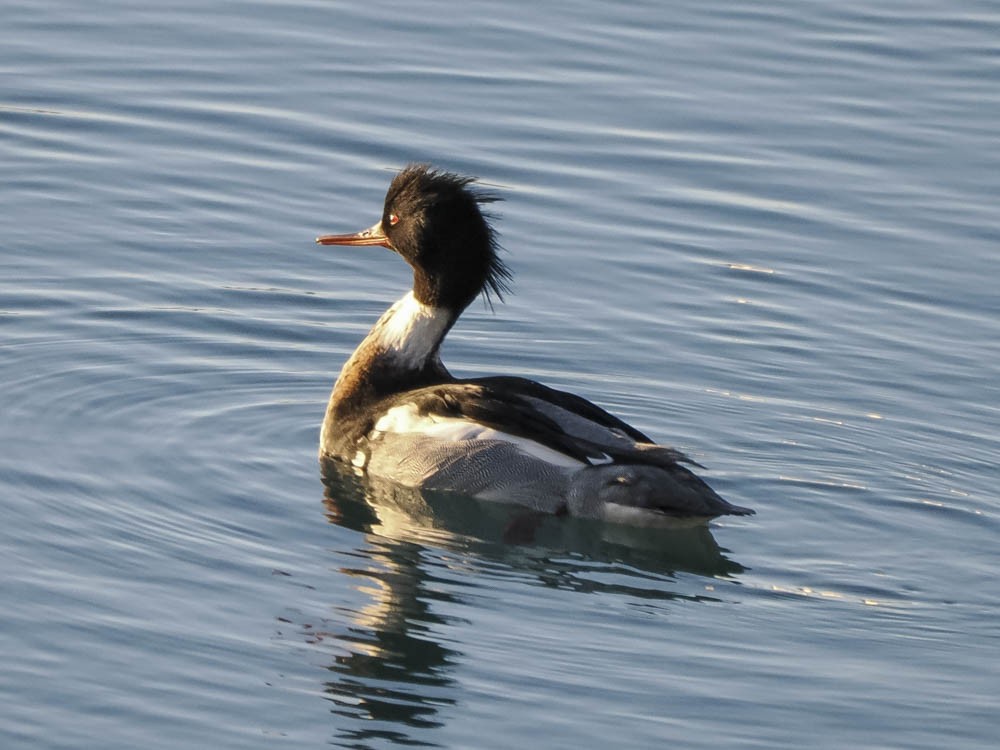 Крех середній - ML647484124