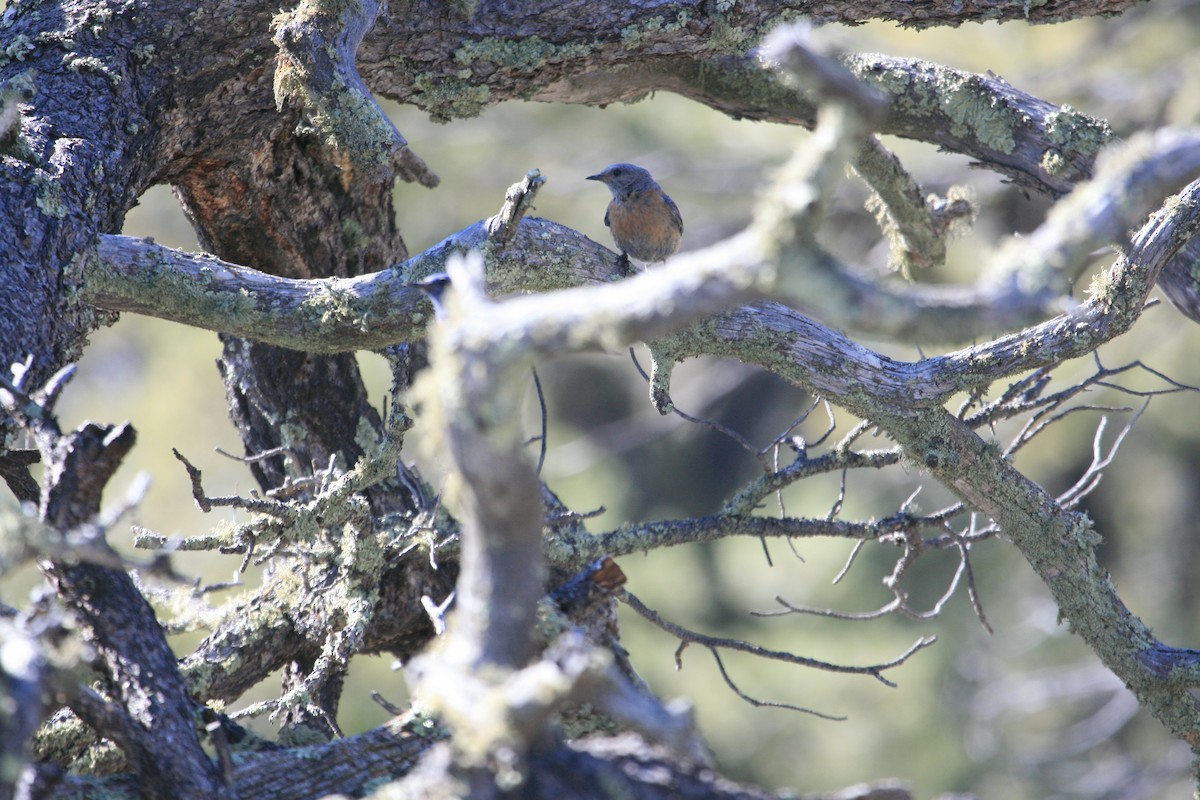 Блакитник західний - ML647484128