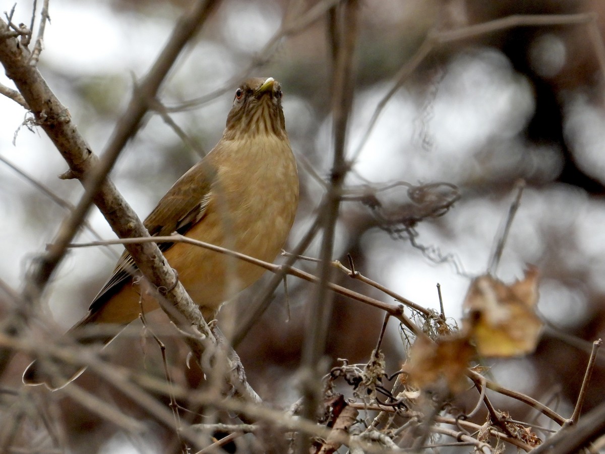 Merle fauve - ML647484134