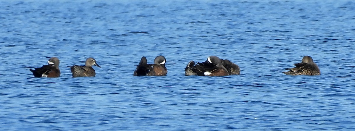 Zertzeta hegalurdina - ML647484158