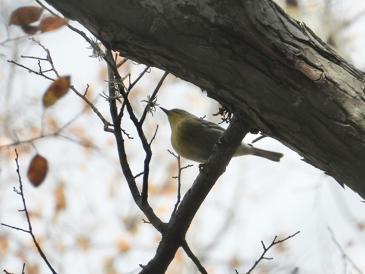 Сосновая древесница - ML647484159