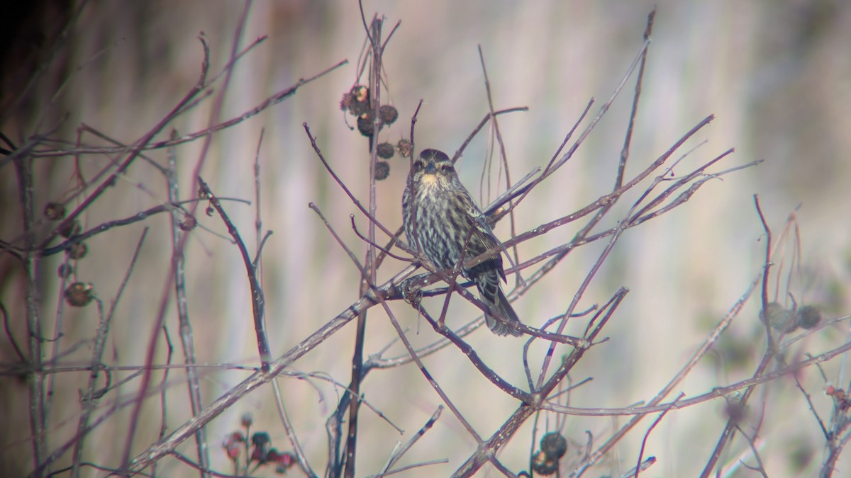 Red-winged Blackbird - ML647484164