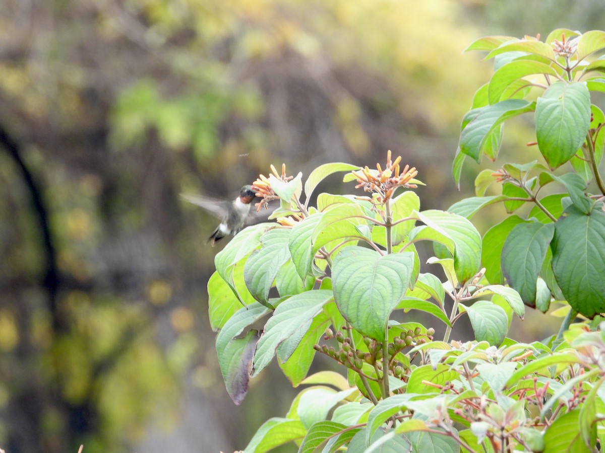 Ruby-throated Hummingbird - ML647484187