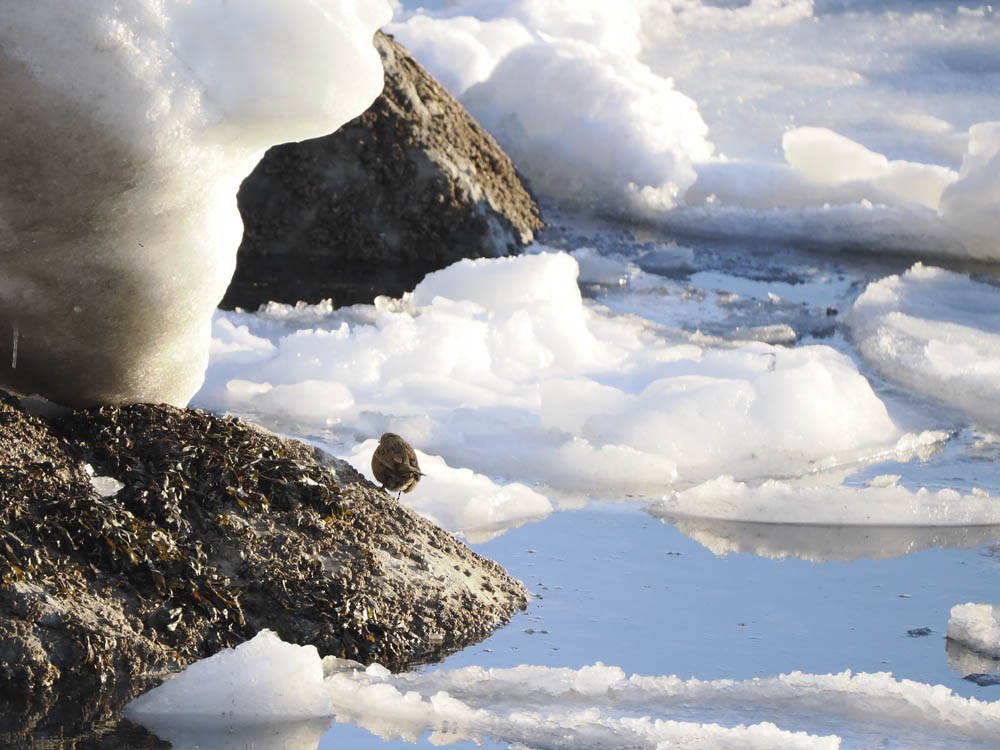 Song Sparrow - ML647484196