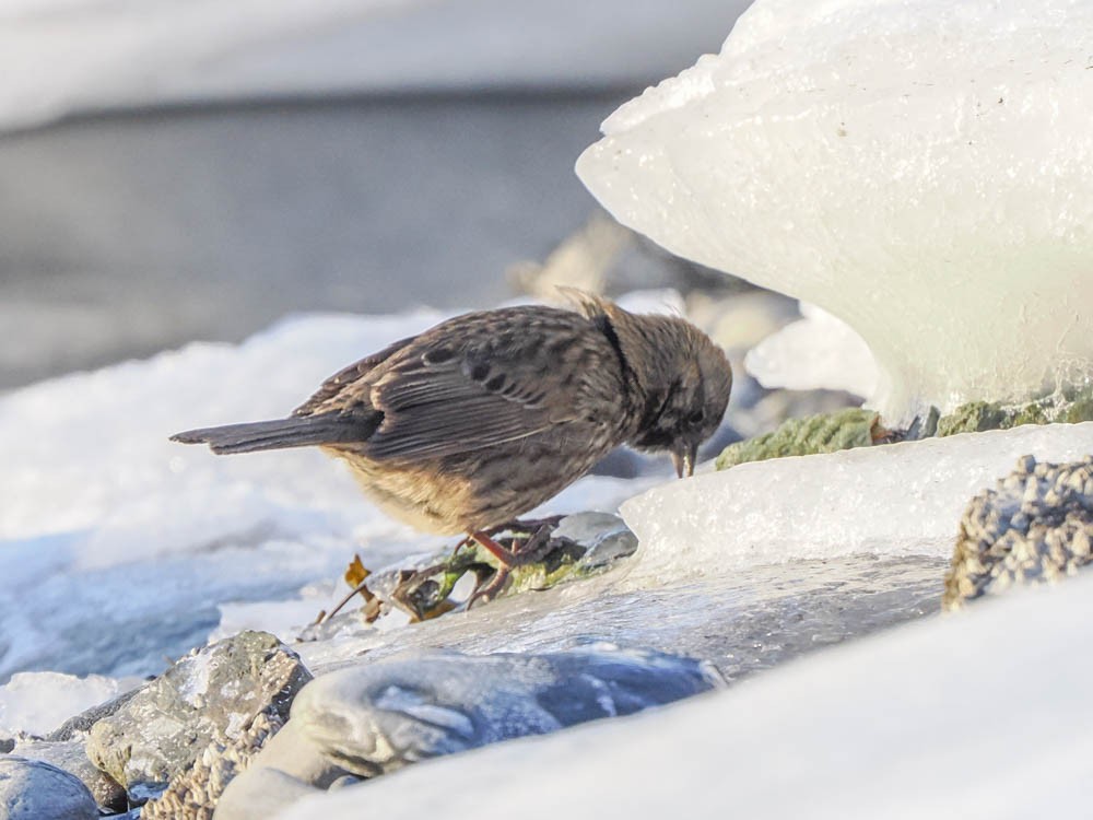 Song Sparrow - ML647484197