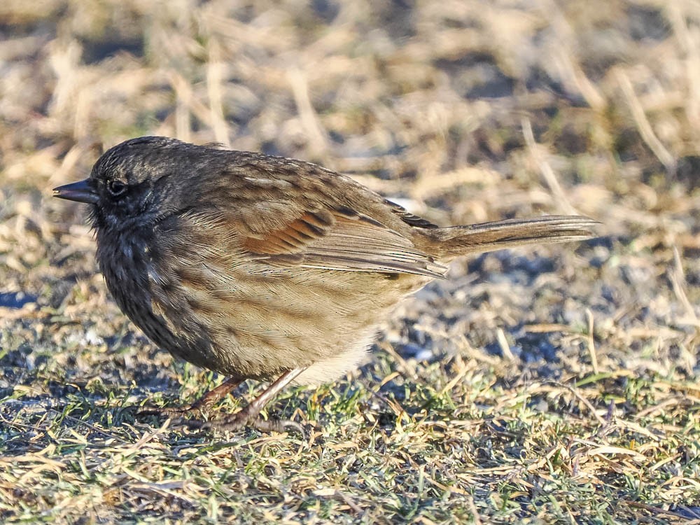 Song Sparrow - ML647484198