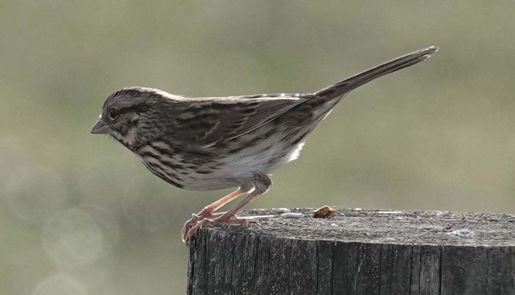 Song Sparrow - ML647484201