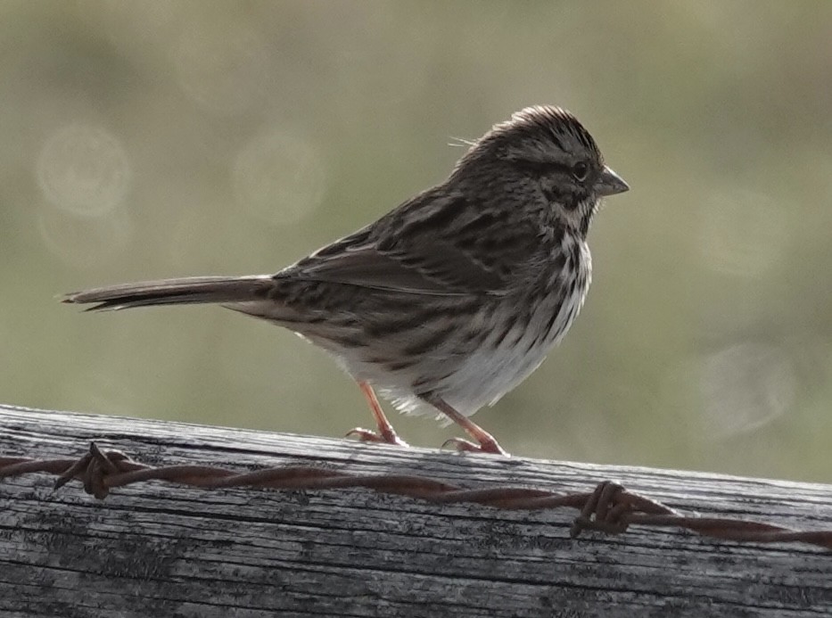 Song Sparrow - ML647484202