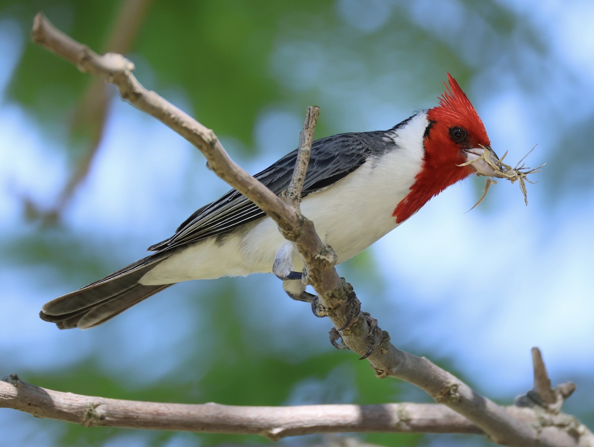 紅冠唐納雀 - ML647484203