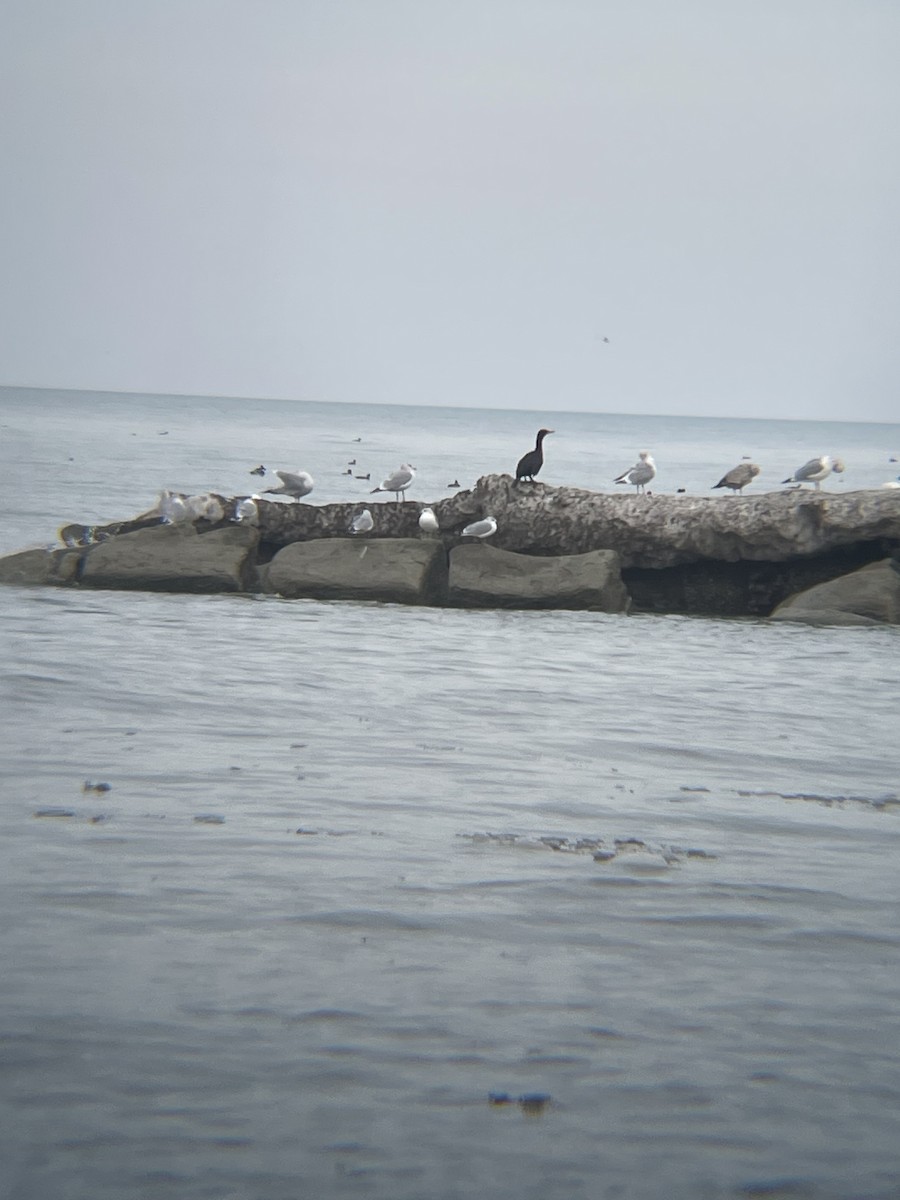 Double-crested Cormorant - ML647484204