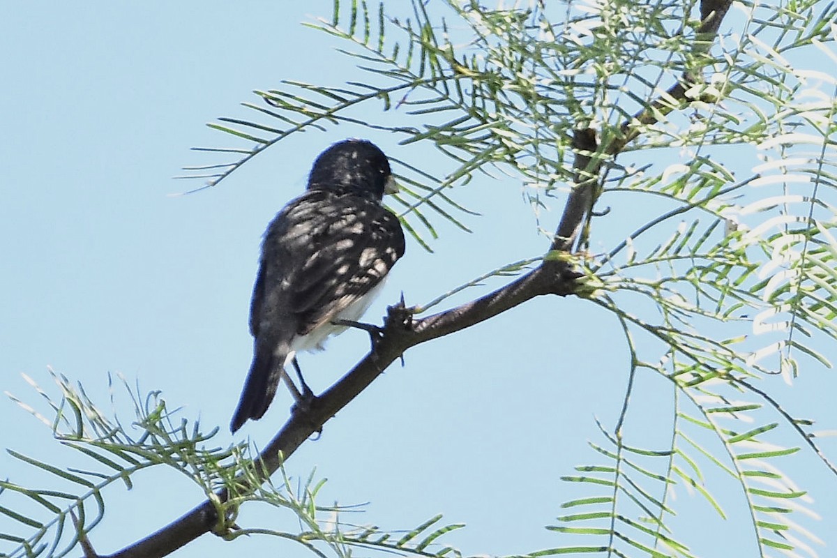 Double-collared Seedeater - ML647484205