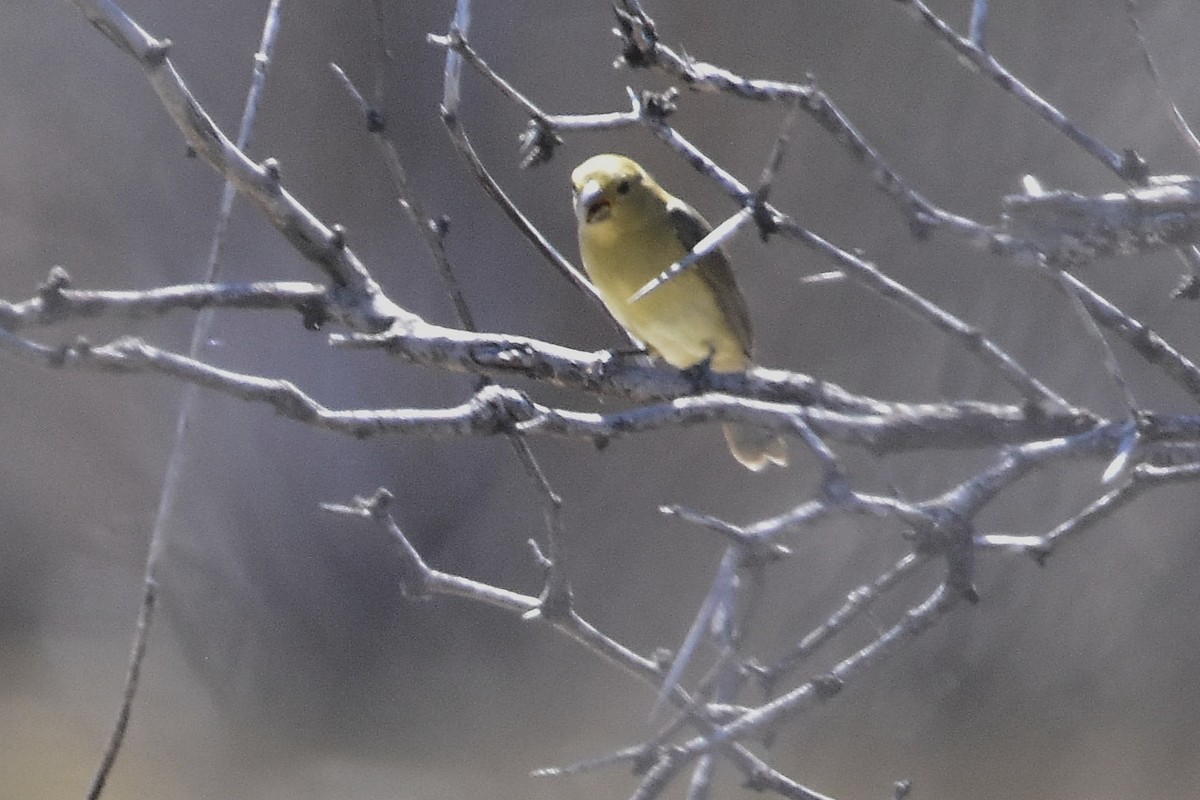 Double-collared Seedeater - ML647484206