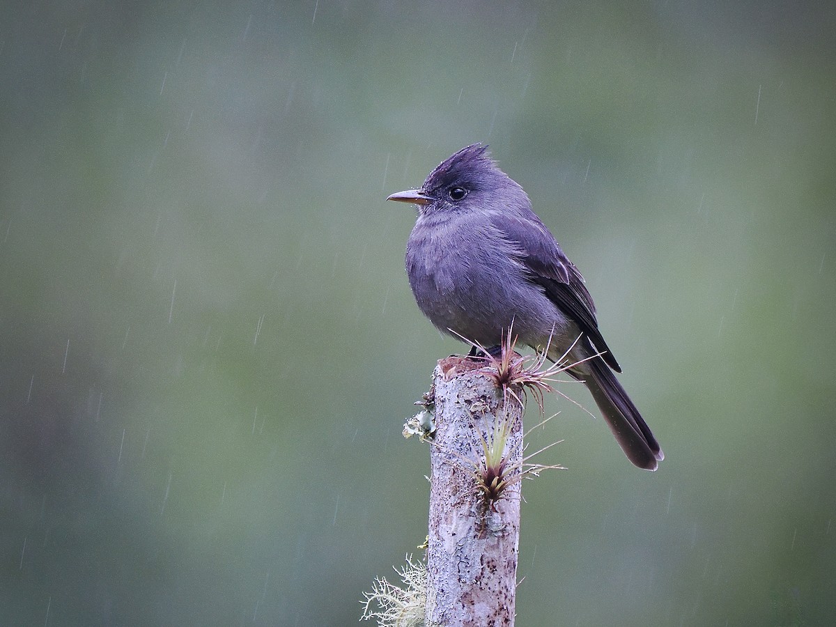Smoke-colored Pewee - ML647484207