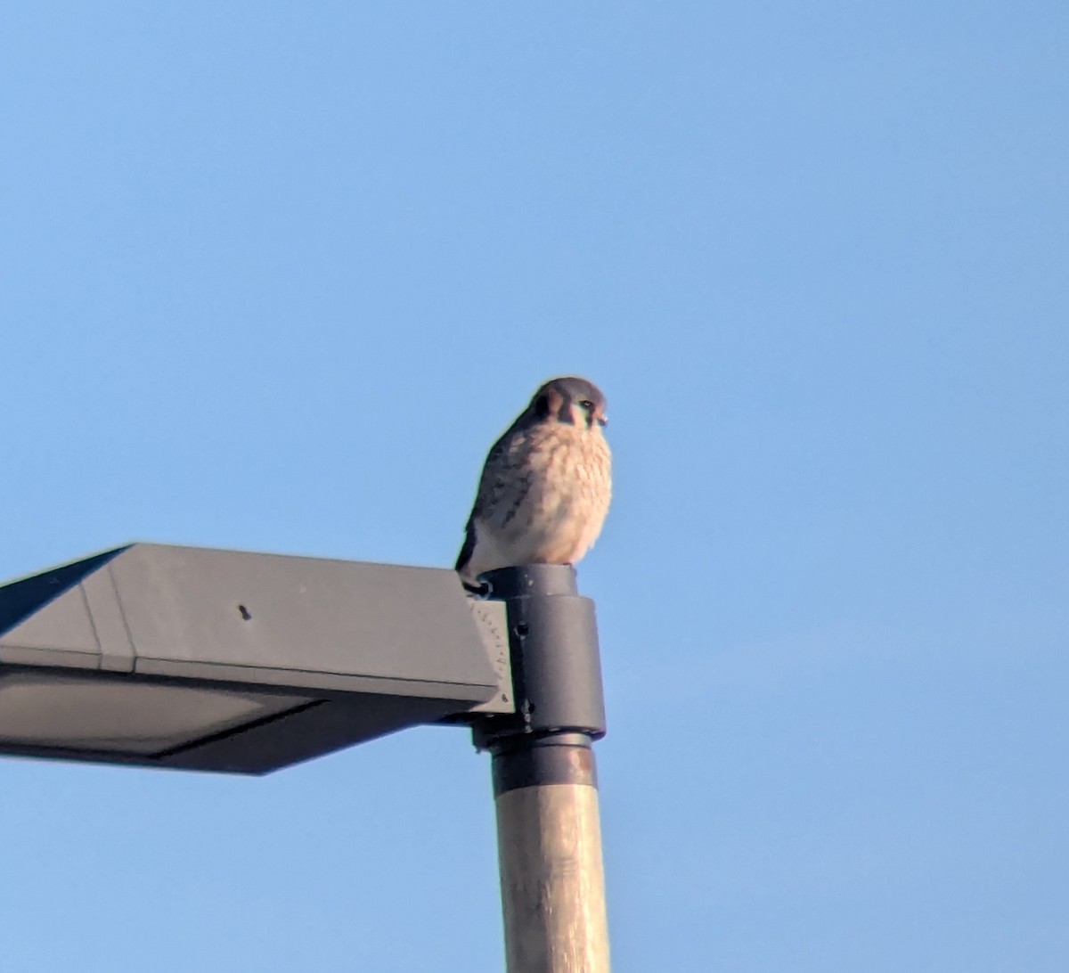 American Kestrel - ML647484209