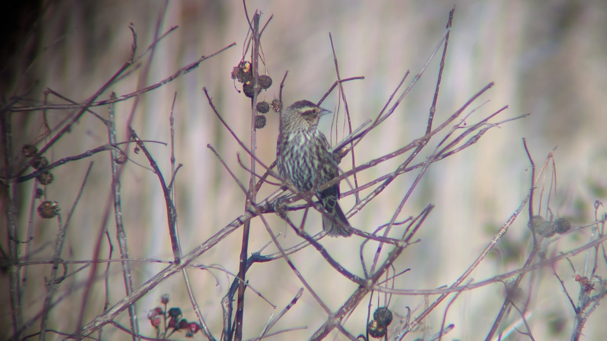 Red-winged Blackbird - ML647484210