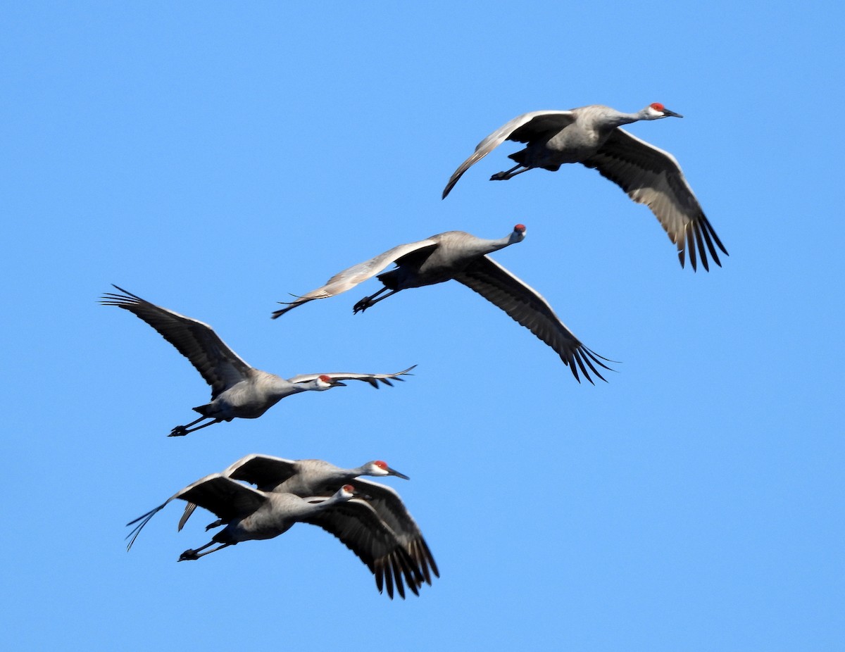 沙丘鶴 - ML647484211