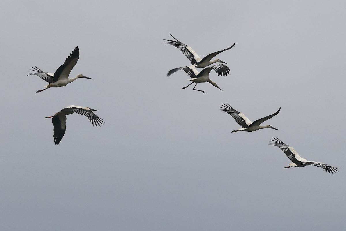 東方白鸛 - ML647484212