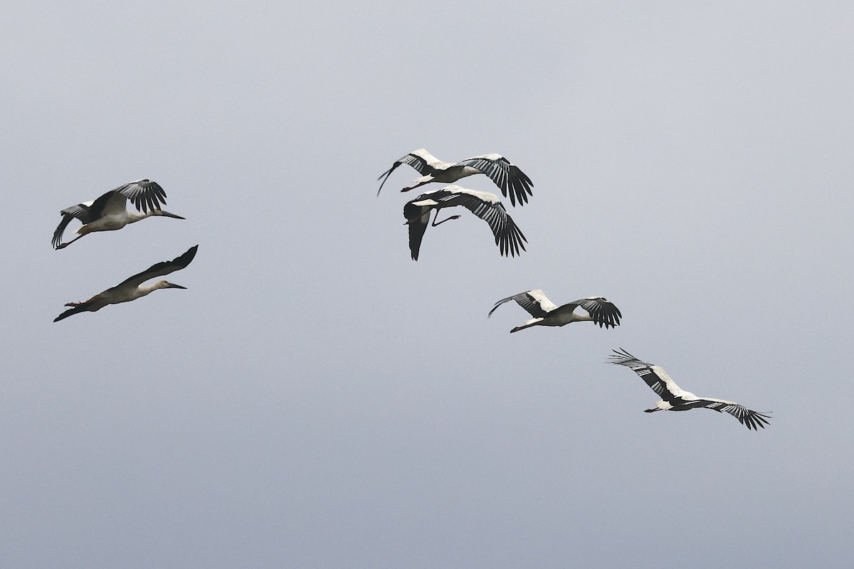 東方白鸛 - ML647484213