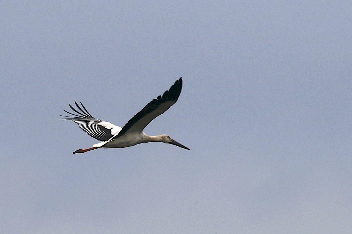 東方白鸛 - ML647484214