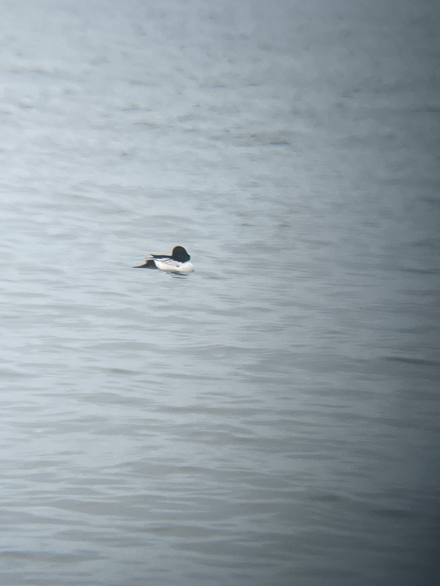 鵲鴨 - ML647484215