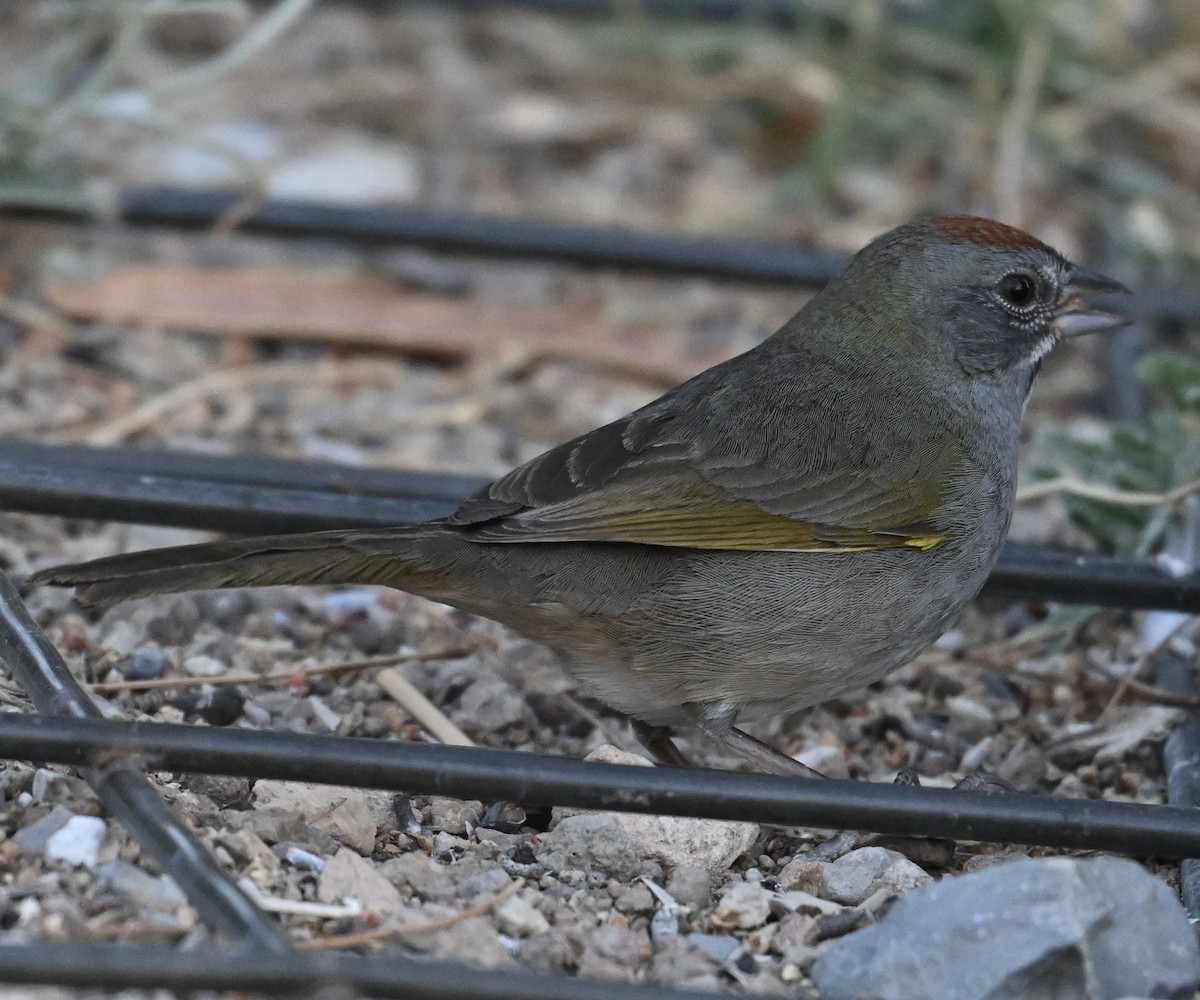 Green-tailed Towhee - ML647484216