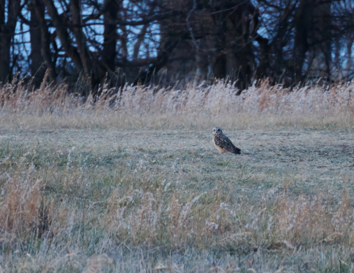 短耳鴞 - ML647484217