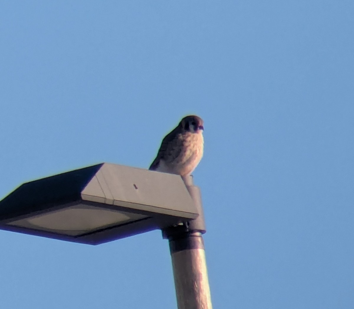 American Kestrel - ML647484218