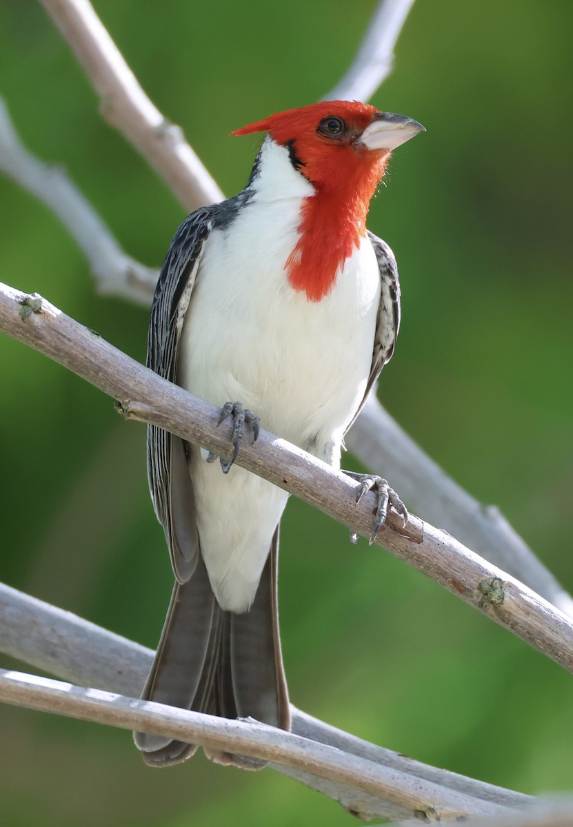 紅冠唐納雀 - ML647484219