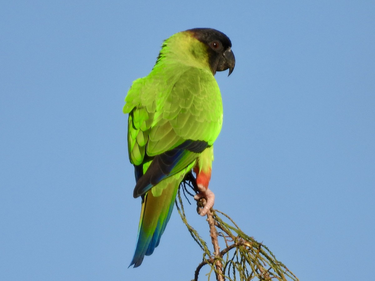 Nanday Parakeet - ML647484220