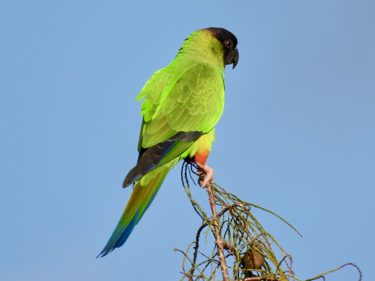 Nanday Parakeet - ML647484221