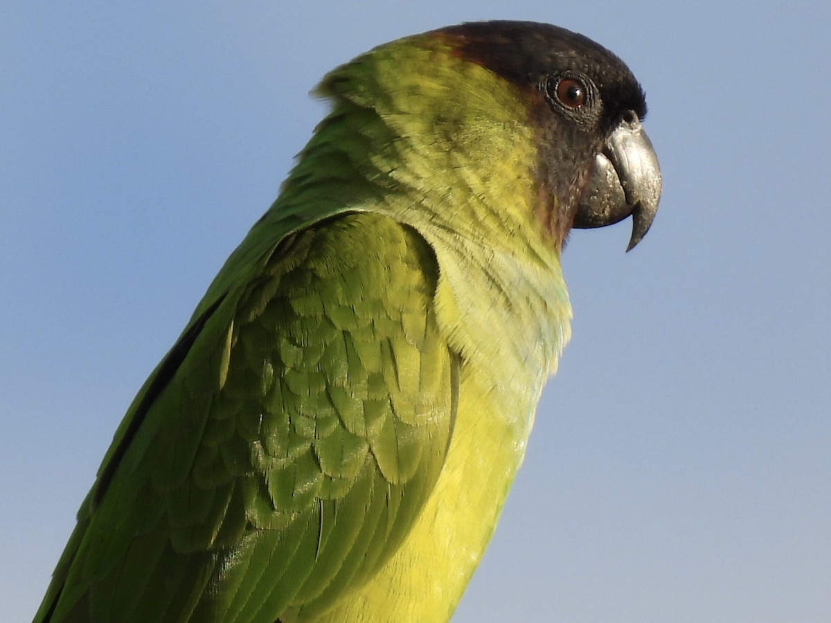 Nanday Parakeet - ML647484222