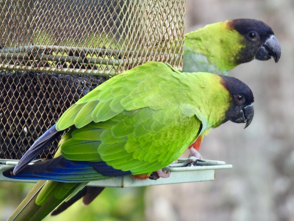 Nanday Parakeet - ML647484223