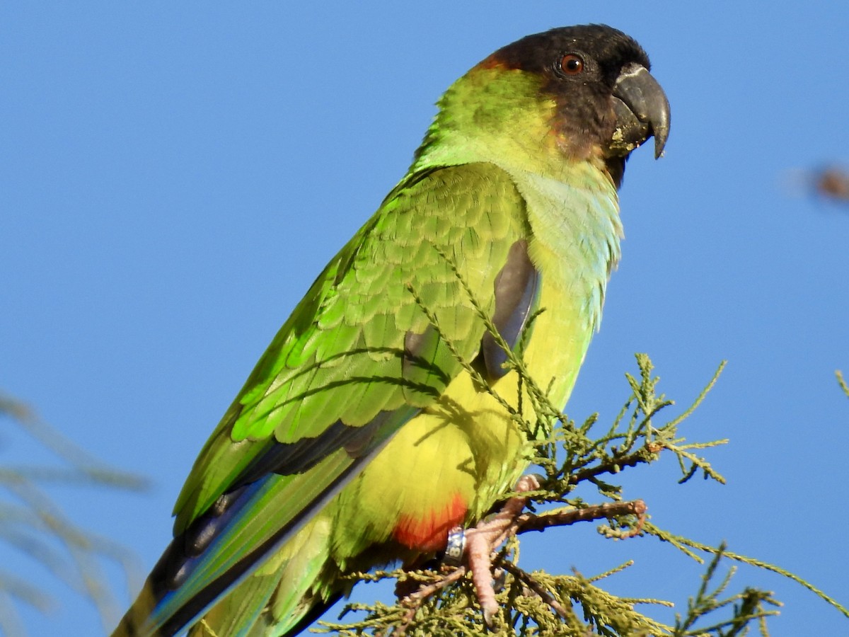 Nanday Parakeet - ML647484224