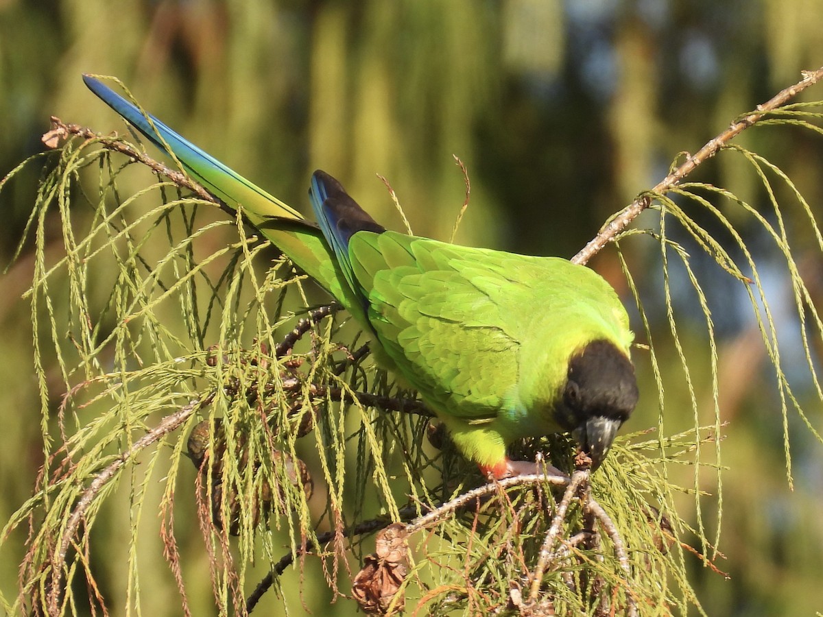 Nanday Parakeet - ML647484225
