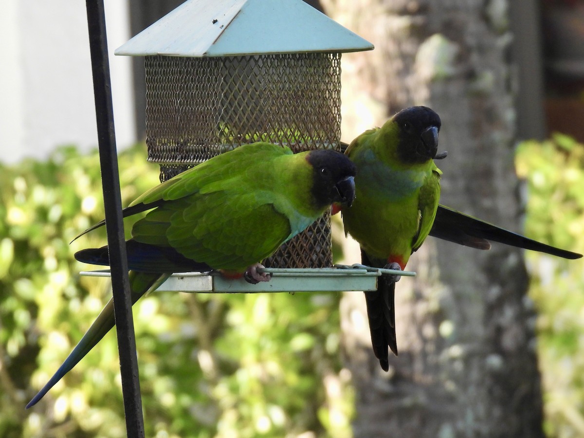 Nanday Parakeet - ML647484226