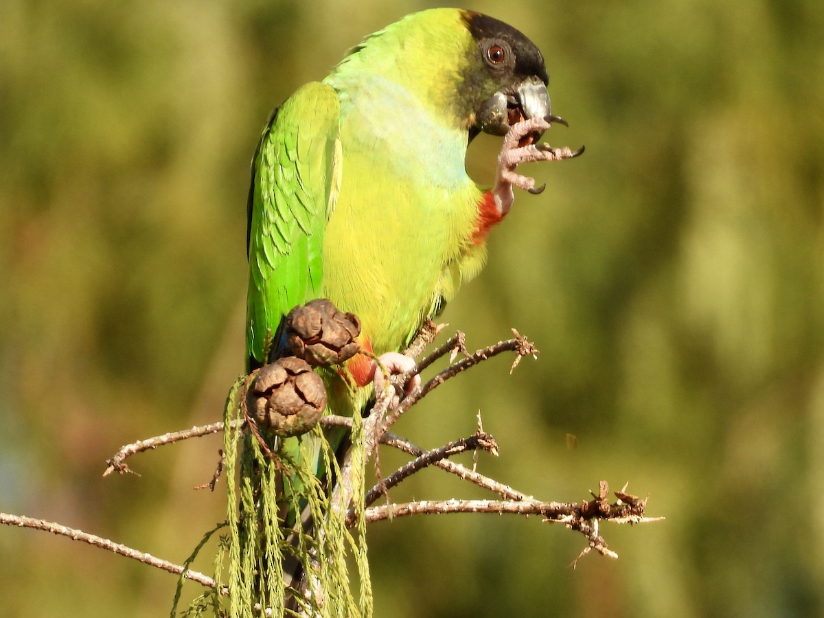 Nanday Parakeet - ML647484227