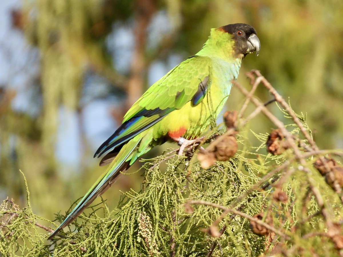 Nanday Parakeet - ML647484228