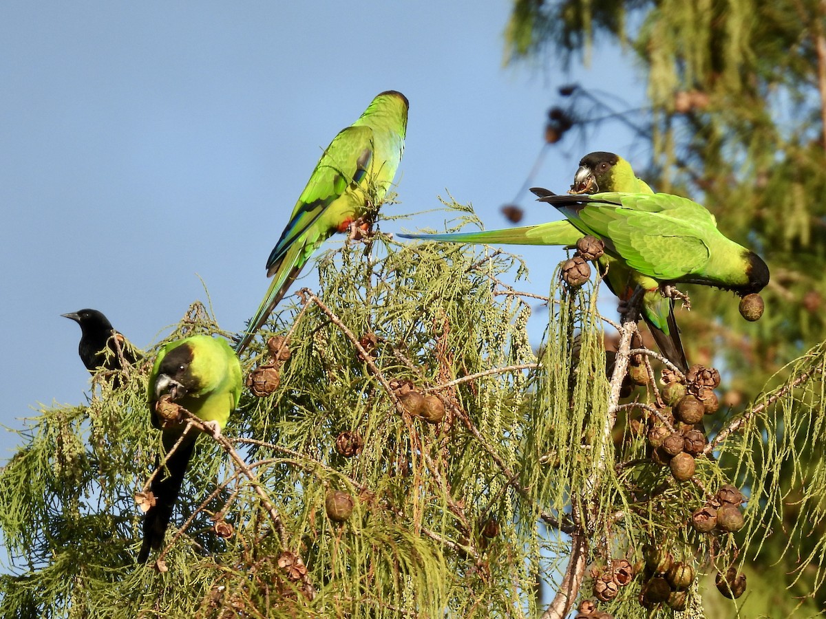 Nanday Parakeet - ML647484229