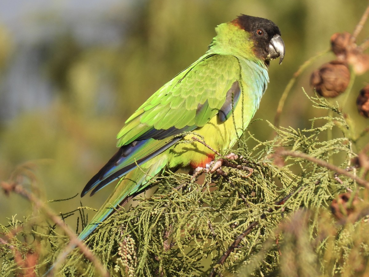 Nanday Parakeet - ML647484230